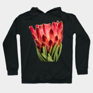 Colourful Oleanderleaf Protea Hoodie